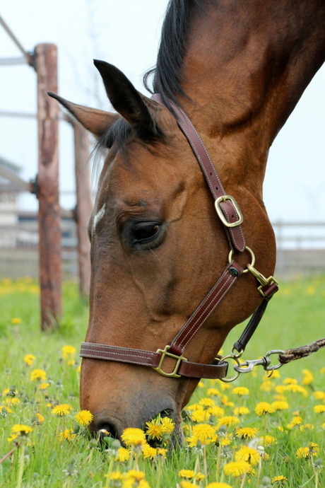 Lente voor een paard