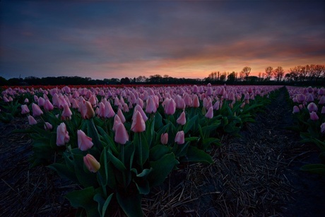 Pinky tulips