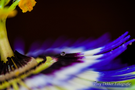 passieflora met een druppel regen