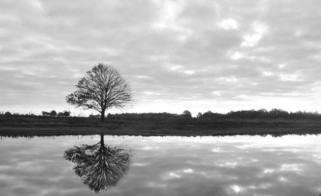 Spiegelingen in het Bargerveen