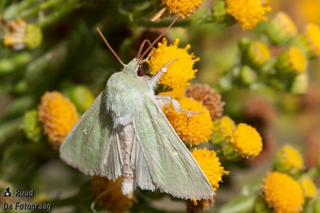 Groene Weide-uil