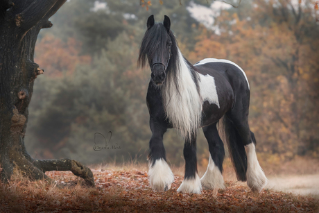 Misty... everything on her way ;-)