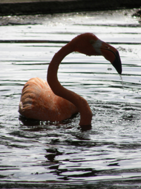 Flamingo