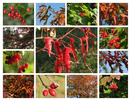 Herfst collage