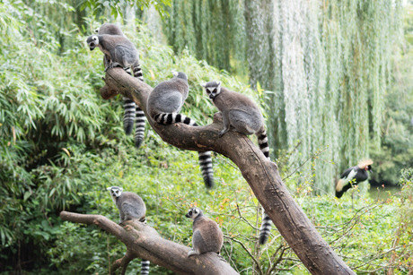 Vogelpark Avifauna