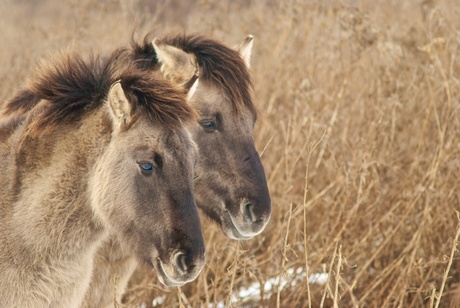 Konik paarden