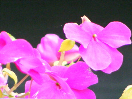 Paarse bloem