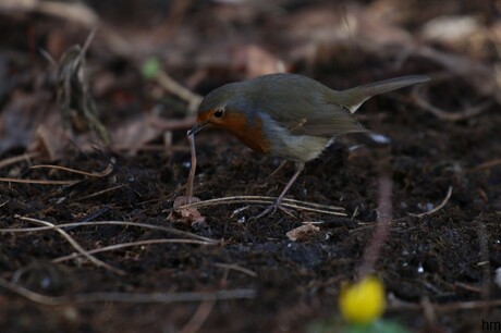 Roodborst