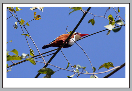 Kingfisher