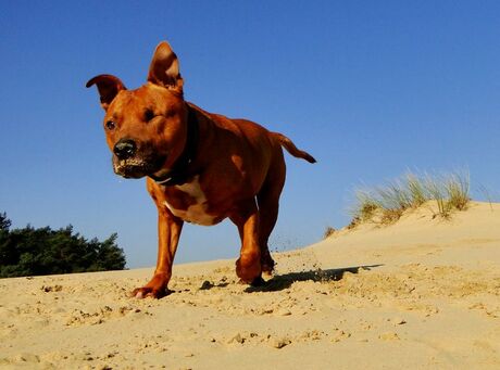 Staffordshire Bull Terrier.