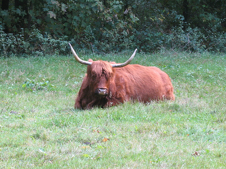 in het bos