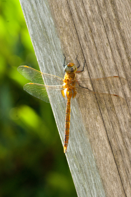 libelle-07110.jpg