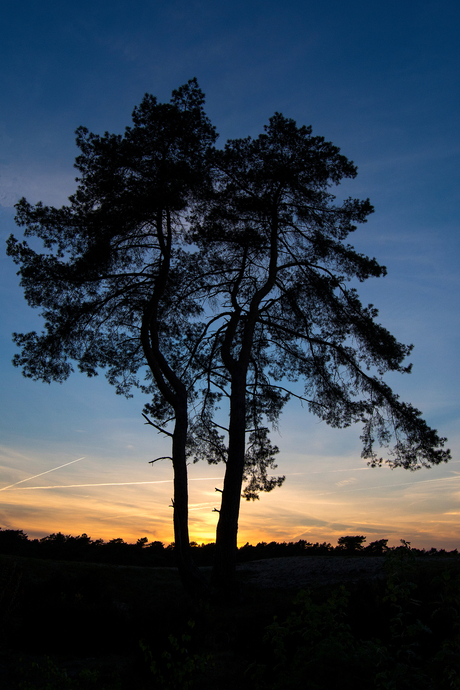 Grove Den in de Soesterduinen