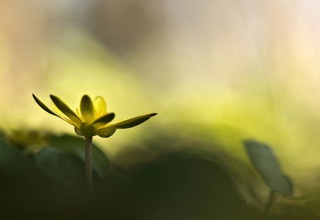 First contact with spring