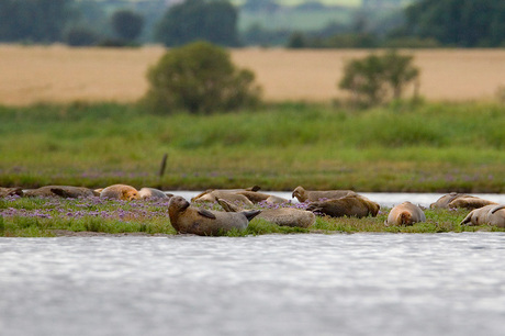 zeehonden in het groen