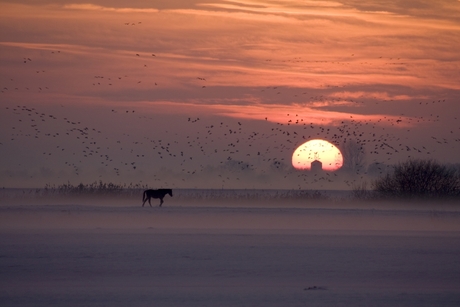 Paard in de sneeuw.