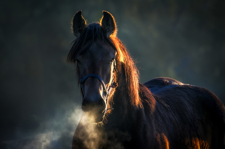 Belgisch paard