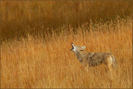 Lonely Coyote Call