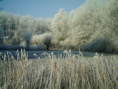 IMAG0049.JPG winter 1