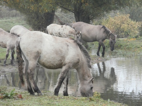 Dorst