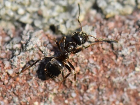 Mier - Lasius spec.