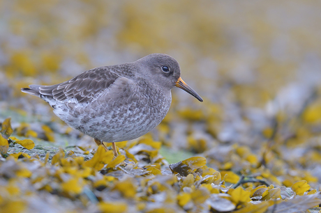 Paarse Strandloper