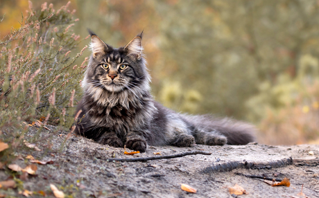 Maine Coon Grimmdal