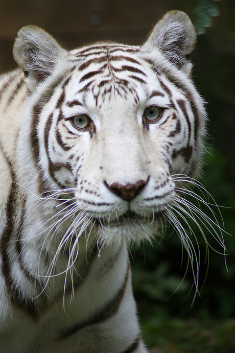 Witte Tijger