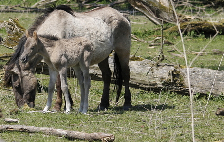 konik paard in oostvaardersplassen