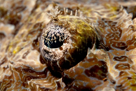 Camouflaged eye of a crocodilefish
