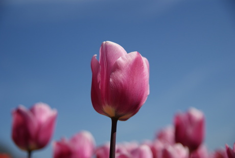 Tulpen 1