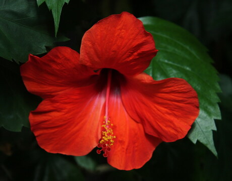 Hibiscus