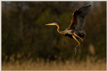 Purperreiger