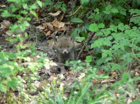 juveniele vos