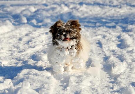 Sneeuwhond, winter 2012/2013