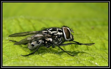Grijs-zwart-witte vlieg - Geen idee hoe hij/zij heet maar ik vond het de moeite om vast te leggen met de macro lens, ik hoop jullie ook.

EXIF:
Canon 10D
100mm macro met 1 - foto door jens_zoom op 20-02-2006 - deze foto bevat: vlieg