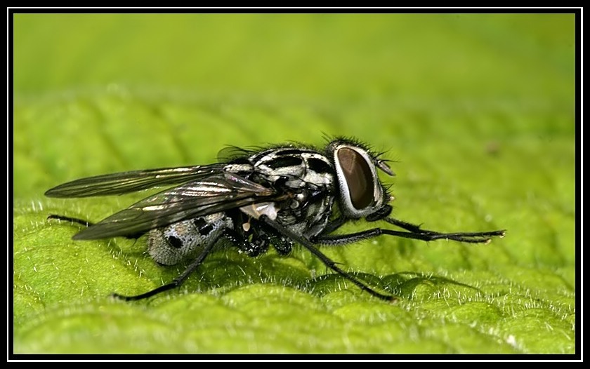 Grijs-zwart-witte vlieg - Geen idee hoe hij/zij heet maar ik vond het de moeite om vast te leggen met de macro lens, ik hoop jullie ook.

EXIF:
Canon 10D
100mm macro met 1 - foto door jens_zoom op 20-02-2006 - deze foto bevat: vlieg