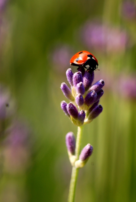 Ladybug