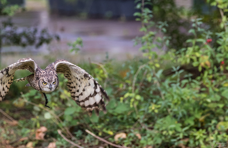 Canon Experience Day - Roofvogels_11