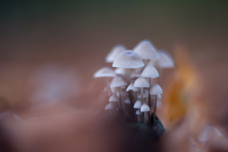 Paddestoelen familie