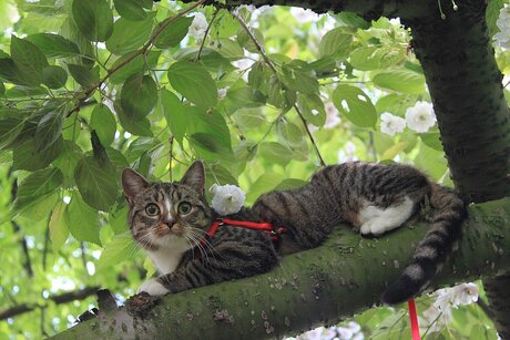 1e Verjaardag van onze Poes