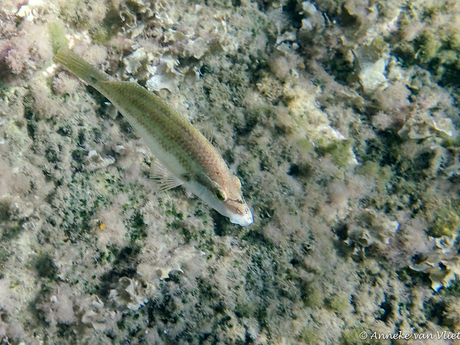 Pauwlipvis (Symphodus tinca) jong mannetje