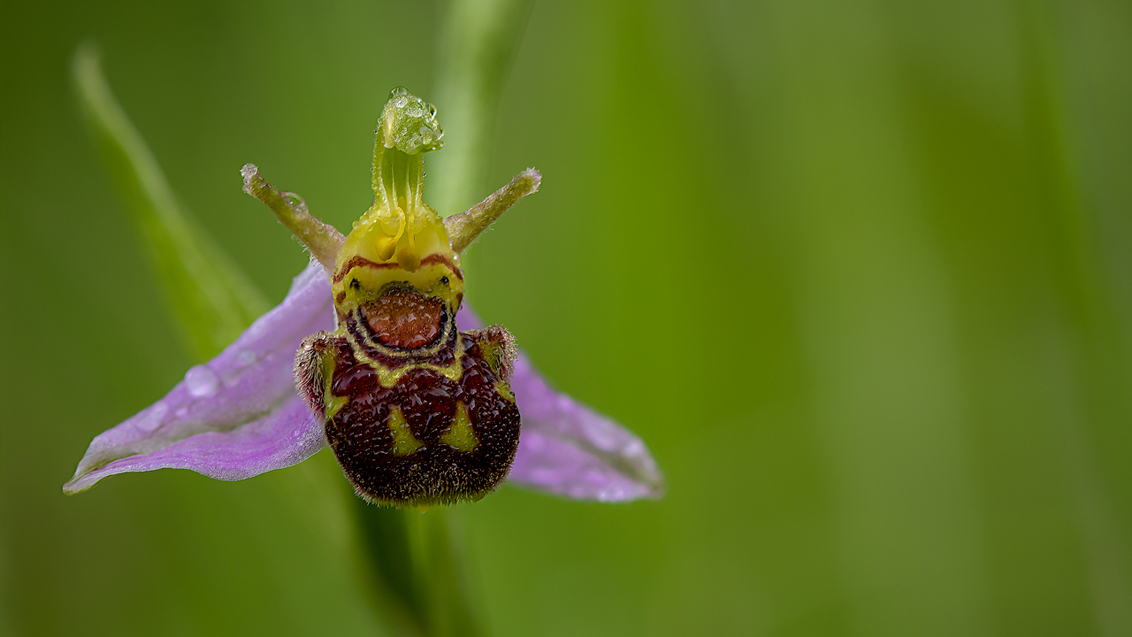 I'm only happy when it rains - Bijenorchis....zo'n leuk en vrolijk plantje...gestackt met 9 foto's om de achtergrond rustig te houden.

Bedankt voor de mooie reacties op de vorig - foto door peacefull op 11-06-2019 - deze foto bevat: groen, paars, macro, bloem, natuur, druppel, vrolijk, happy, blij, bijenorchis, zoomnluitdaging