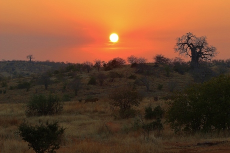 Leeuwen bij zonsondergang