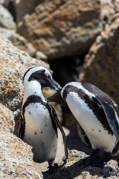 Boulders Beach