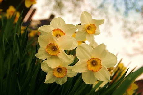 Narcissen