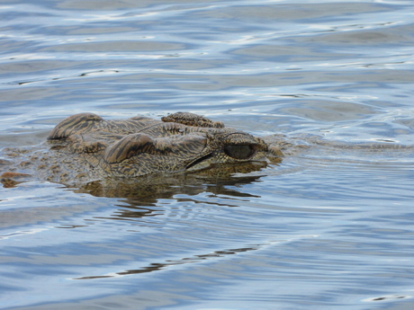 Krokodil in Akagera Park Rwanda