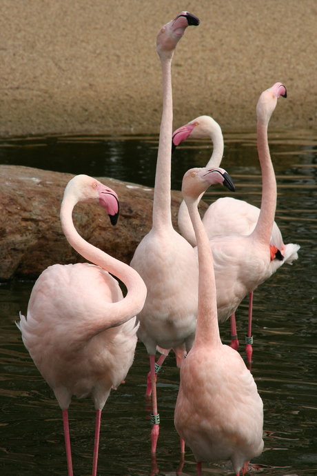 Flamingo's 2