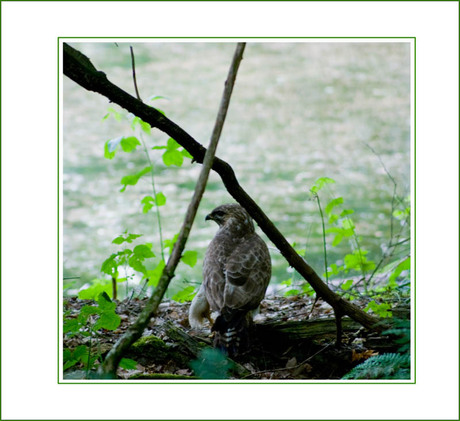 Buizerd in het bos