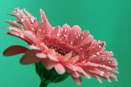 Gerbera